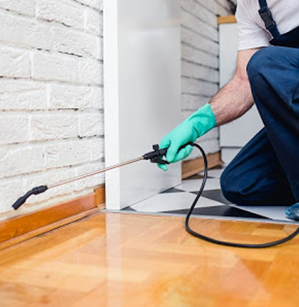 Hire Pest Control Experts Nearby